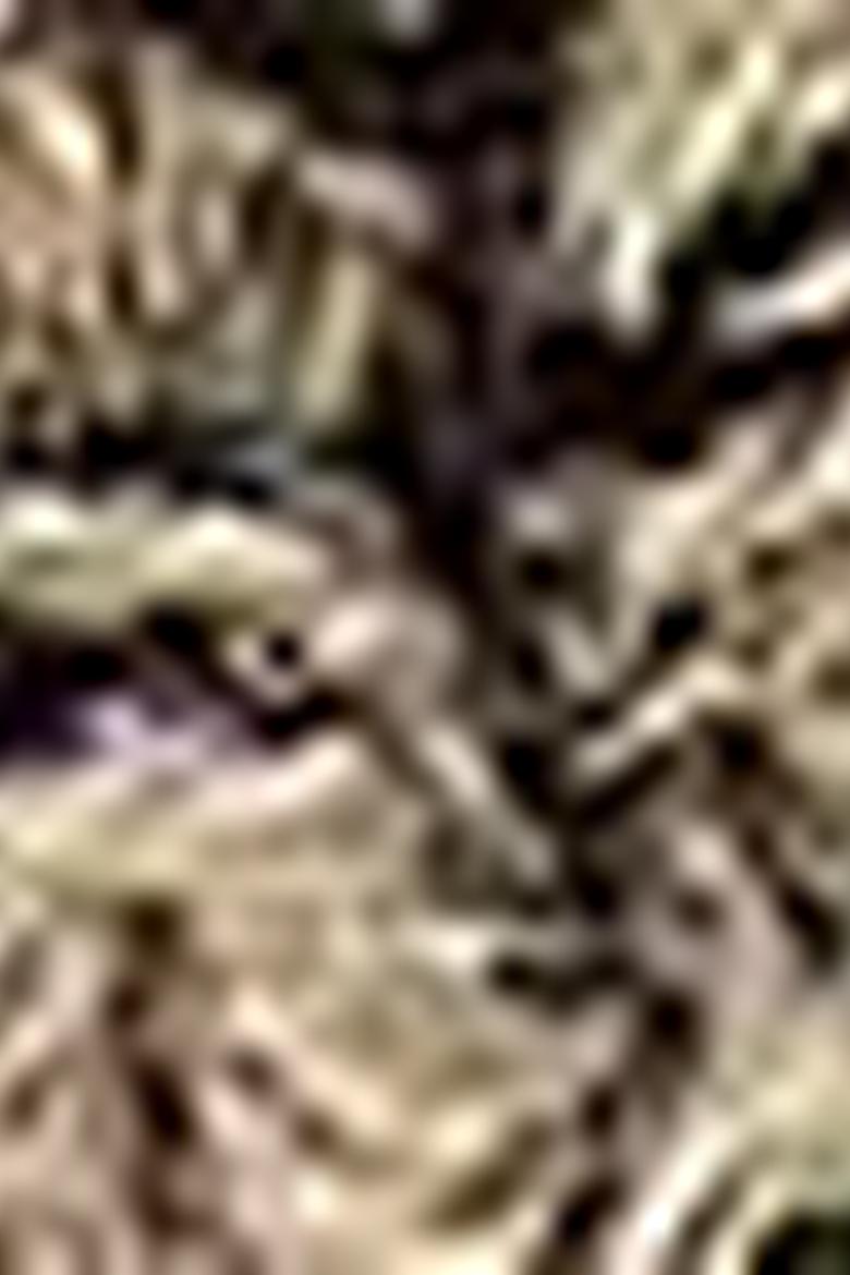 Erkek Gri Kaşkol - 50194537002