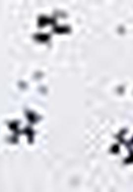 Erkek Beyaz T-shirt - 50199692001