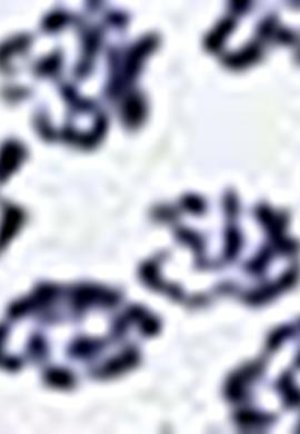 Erkek Beyaz Polo Yaka T-Shirt - 50206196019