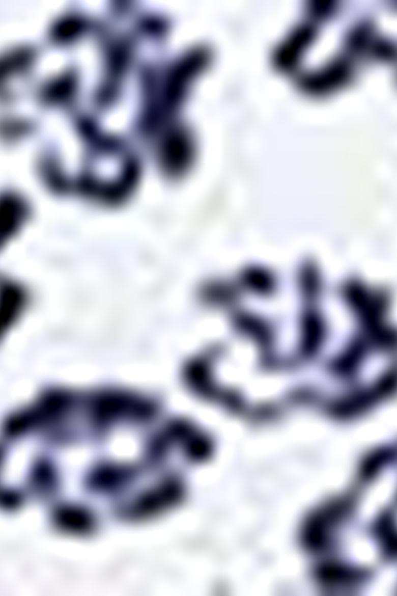 Erkek Beyaz Polo Yaka T-Shirt - 50206196019