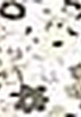 Kadın Yeşil Gömlek Uzunkol - 50213818004