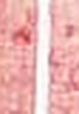 Kadın Kırmızı Gömlek - 50213833013